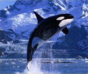 killer-whale