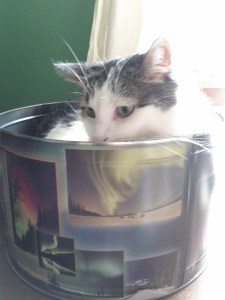 Another good candidate for sick-day cat snuggling: Harry James 'The Kitten Who Lived' Potter Gordy Anuszkiewicz, Adventure Cat.