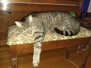 This would be one possible candidate for sick day cuddling: Zuko, the Alpha Cat