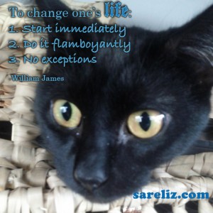 This is Miss Susan enroute to her new home with us when she, too, had an opportunity to begin again.